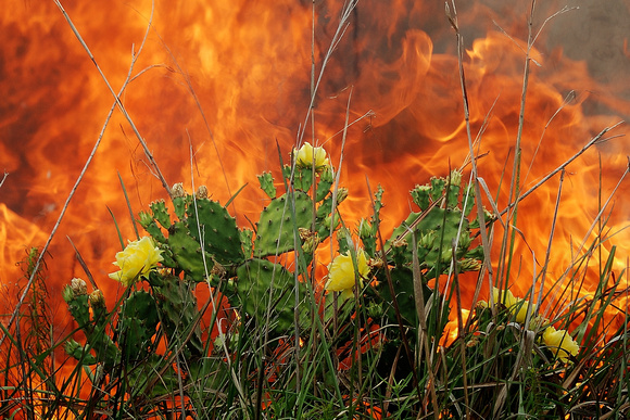 Cactus and Fire