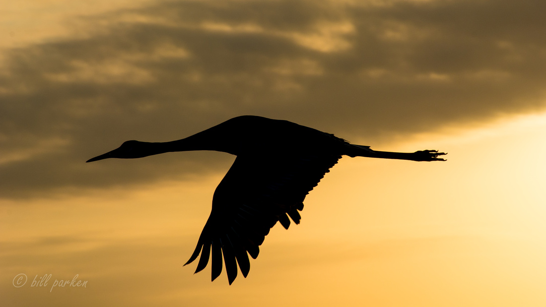 Sandhill Crane at Sunrise