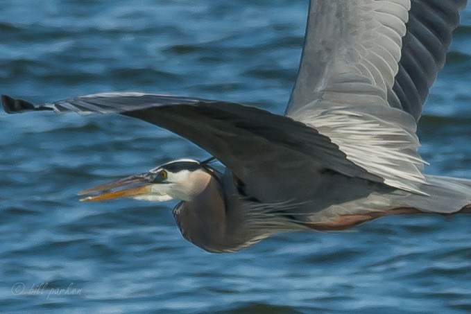 Great Blue Heron flies low over Lake June