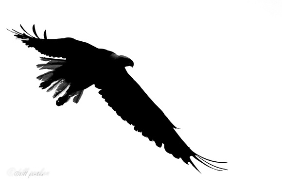 Bald Eagle Sihlouette-2